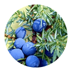 Extracto de semilla de enebro